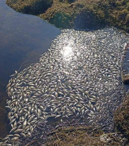 В Минэкологии Якутии назвали вероятную причину массовой гибели рыб в Нюрбинском районе / Анастасия Филиппова   