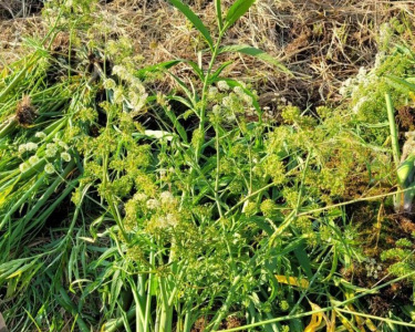 Вех ядовитый: ветеринар объяснила, как распознать отравление животного / ЯСИА   