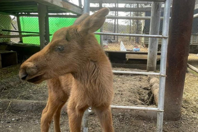 Возле посёлка Светлый участковый полиции обнаружил новорождённого лосёнка / ЯСИА   