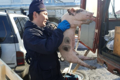 Порядка пяти тысяч кур и 245 поросят поставят в арктические районы Якутии / ЯСИА   