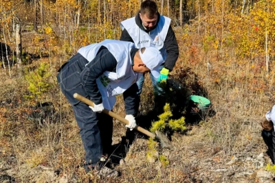 Около 500 молодых сосен высадили в Якутии в рамках акции «Сохраним лес» / ЯСИА   Республика Саха (Якутия)