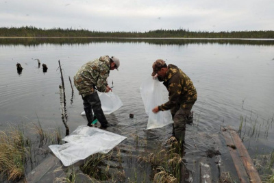 АЛРОСА начала ежегодную работу по зарыблению водоемов Якутии / ЯСИА   Республика Саха (Якутия)