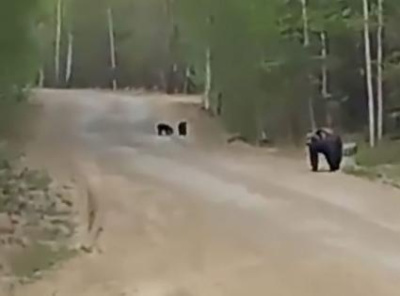 Есть в районе медведи /    