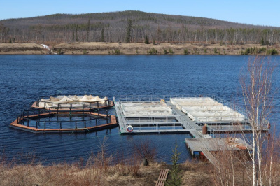 На инвестфоруме представят проект рыбоперерабатывающего цеха и осетрового корпуса /    