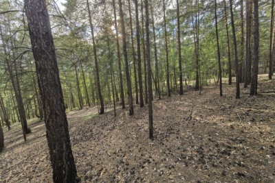 Мужчина исчез в лесу в Вилюйском районе / ЯСИА   