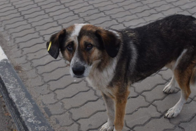 В России ввели штрафы за нарушение правил содержания животных / ЯСИА   