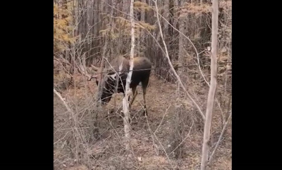 Минэкологии Якутии: «Запутавшийся в оптоволоконном кабеле лось погиб» / ЯСИА   