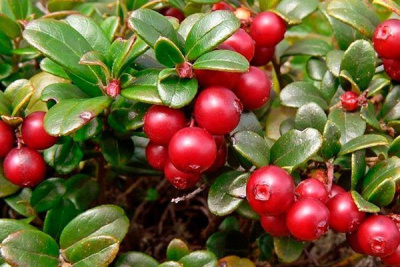 Сроки сбора дикорастущих ягод в алмазном крае /    