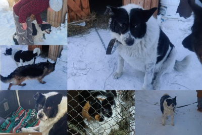 Якутский Хатико: пес Толстый, ждавший погибшую хозяйку возле ларька, нашел новую семью / Нарыйа Пахомова   