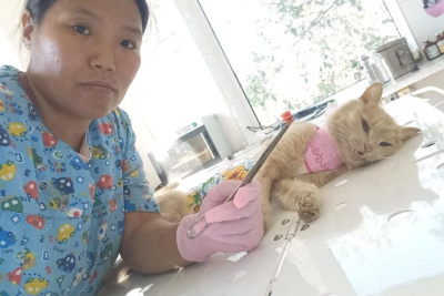 Игрушечные пули извлекли ветеринары из трёх кошек в Нюрбе / ЯСИА   