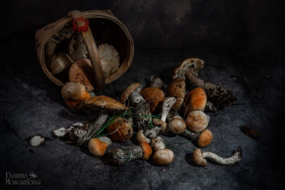 Фотофакт: в окрестностях Якутска после дождей пошли первые грибы / ЯСИА Якутск Якутск Республика Саха (Якутия)