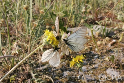 Эксперт объяснил причину нашествия бабочек в Якутии / Нарыйа Пахомова   Республика Саха (Якутия)