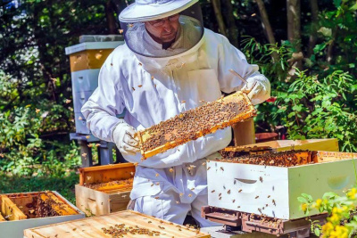 В Якутию доставили 250 пчелосемей из Удмуртии / ЯСИА   