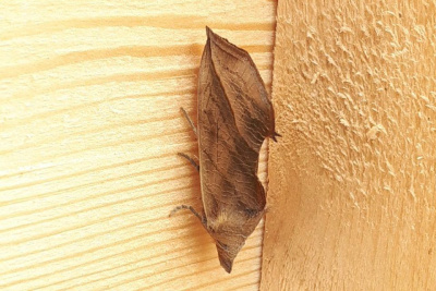 Жители Нюрбы заметили необычное насекомое, напоминающее засохший лист / Нарыйа Пахомова Нюрба Нюрбинский Республика Саха (Якутия)