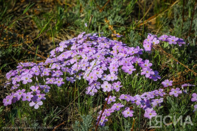 Народные приметы на 27 июля. Что нельзя и можно делать в Акилов день / ЯСИА   