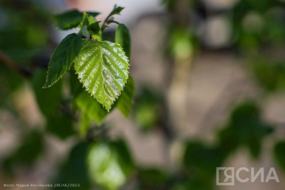 Новосибирск, Иркутск и Алтай: в Сберстраховании рассказали, где активнее всего страхуются от клещей / ЯСИА   
