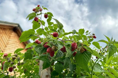 Жительница Сунтарского района разбила на своём участке малиновую плантацию / Нарыйа Пахомова   