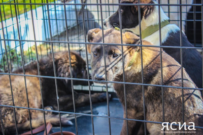 Новые очаги бруцеллеза собак выявили в Нюрбинском районе / ЯСИА   