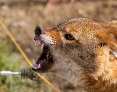 В двух районах Якутии ввели карантин из-за бешенства / Андрей Меженский   