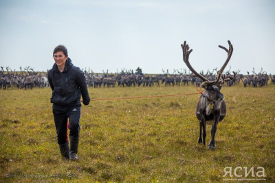Якутия на поддержку оленеводства направила свыше одного миллиарда рублей в 2023 году / ЯСИА   