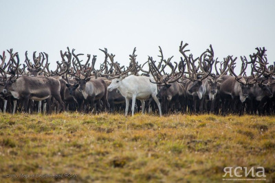 Поиски пропавших в Аллаиховском районе оленей будут продолжены / Андрей Меженский   