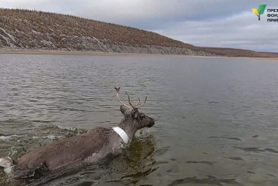 На диких северных оленей в Якутии надели ошейники с GPS / ЯСИА   Республика Саха (Якутия)