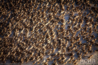 В Якутии разработают концепцию развития сельского хозяйства в арктических районах / ЯСИА   Республика Саха (Якутия)