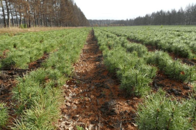 «Полиметалл» намерен продолжить восстанавливать лес в Якутии / ЯСИА   Республика Саха (Якутия)