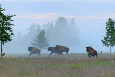 Из Якутии в природный парк «Ингилор» в ЯНАО завезли бизонов / ЯСИА   