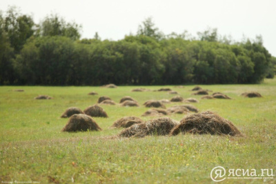 В Якутии заготовлено 83,9% сена от запланированного объёма / ЯСИА   Республика Саха (Якутия)