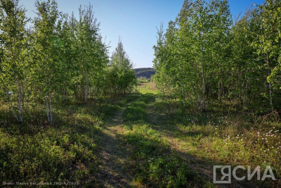 В России появится обновлённый государственный лесной реестр / ЯСИА   