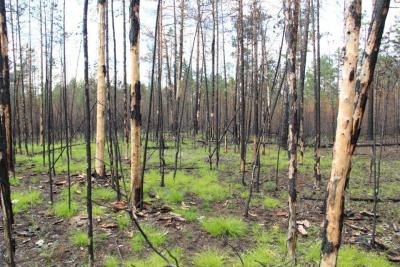 Помочь лесу: АЛРОСА и якутские ученые изучают причины и последствия лесных пожаров / ЯСИА   