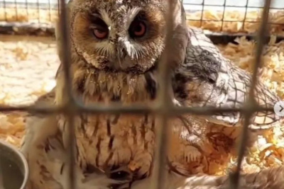 Сову со сломанным крылом спасли в Якутске / ЯСИА Якутск Якутск Республика Саха (Якутия)