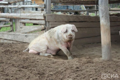 В три раза сократилось поголовье свиней в Якутии / Саина Титова   Республика Саха (Якутия)
