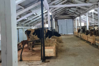 Племенной скот айрширской породы прибыл в Горный район Якутии / ЯСИА   