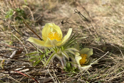 Фотофакт: в окрестностях Якутска осенью расцвели подснежники / ЯСИА Якутск Якутск Республика Саха (Якутия)