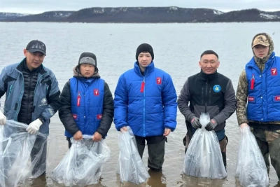 В реку Анабар в 2025 году выпущено 200 тысяч личинок чира / ЯСИА   