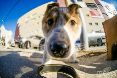Юрист предупредил о штрафах за выгул собак на детских площадках / ЯСИА   