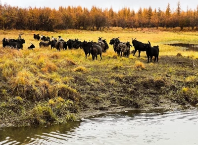 Россия расскажет о Плейстоценовом парке Якутии с международной трибуны ООН / Николай Борисов   