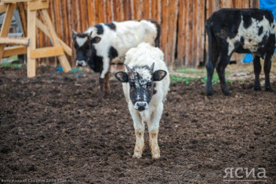 Ученые назвали мясо якутской коровы самым полезным для сердца типом говядины / ЯСИА   