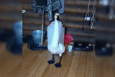 Видео: якутянин спас обессилевшего лебедя от собак и ищет ему передержку / Нарыйа Пахомова   