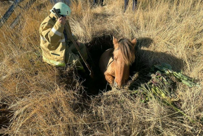Лошадь провалилась в яму в поселке Нижний Бестях, ее достали пожарные / ЯСИА   