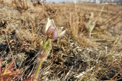 Возле Якутска в октябре вновь зацвели подснежники / Нарыйа Пахомова Якутск Якутск Республика Саха (Якутия)