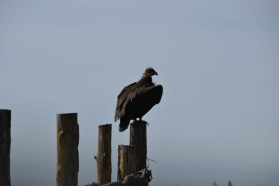 Новые виды животных и растений появились в Якутии из-за изменения климата / Анастасия Филиппова   Республика Саха (Якутия)