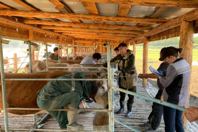 Карантин по лейкозу крупного рогатого скота сняли в Усть-Алданском районе / ЯСИА   