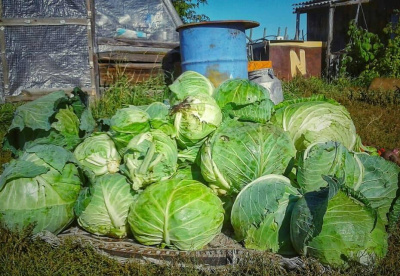 Сергей Капустник 8 октября: традиции, запреты и приметы / ЯСИА   