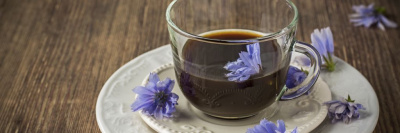 Польза и вред цикория для здоровья