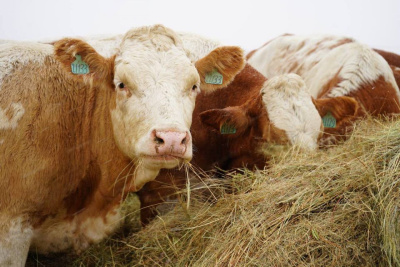 В Мегино-Кангаласский район завезли 50 симментальских коров из Калужской области / ЯСИА   