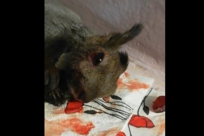 Дети искалечили белку в Якутске. Животное находится в тяжелом состоянии / ЯСИА Якутск Якутск Республика Саха (Якутия)