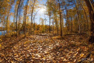 Последний этап кубка по трейлраннингу «Таёжные дебри» пройдёт на Чочур Муране / Дьулустаан Сергеев   